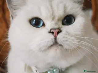 British Shorthair cats Retired Queen Silverpoint British Shorthair - Advert 1