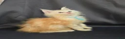 Maine Coon cats for sale: Ready now Maine Coon x2 boys - Advert 13
