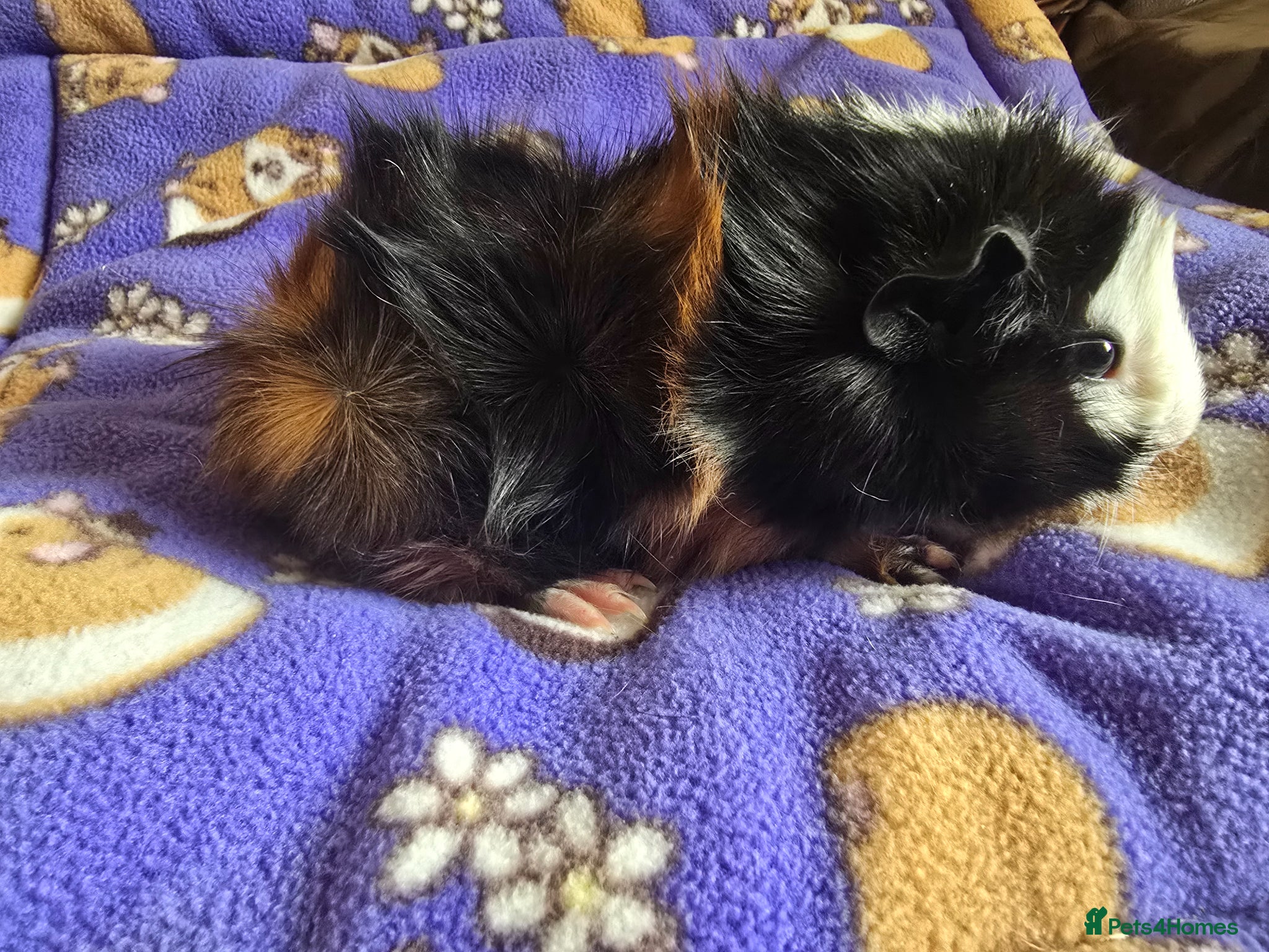 Guinea Pig rodents Abyssinian Guinea Pigs - Advert 10