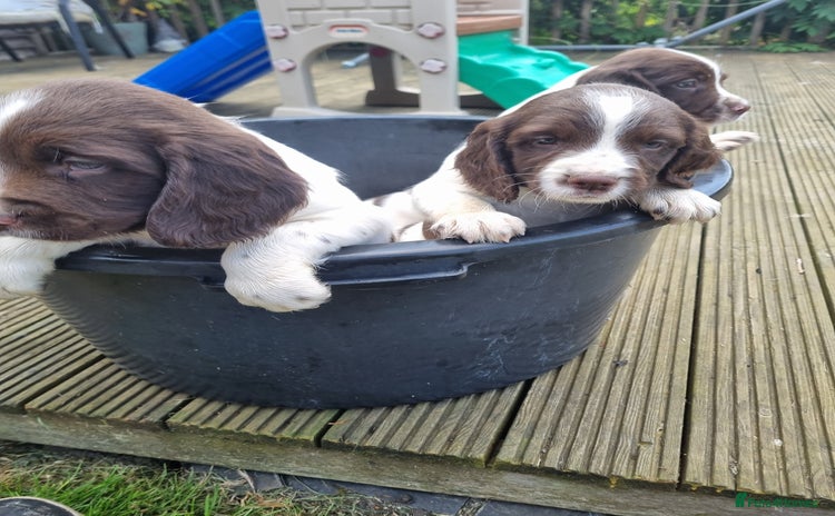 English Springer Spaniel dogs - Advert 3