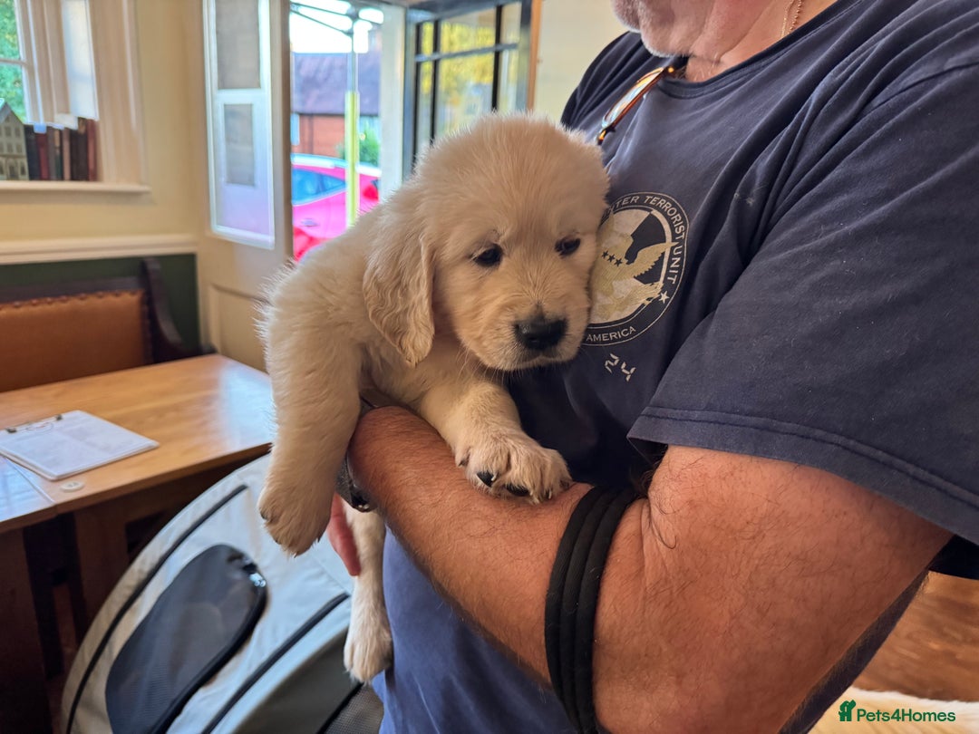 Golden Retriever dogs for sale: KC REG CHAMPIONSHIP BLOOD LINE BEAUTIFUL CREAM  - Image 14
