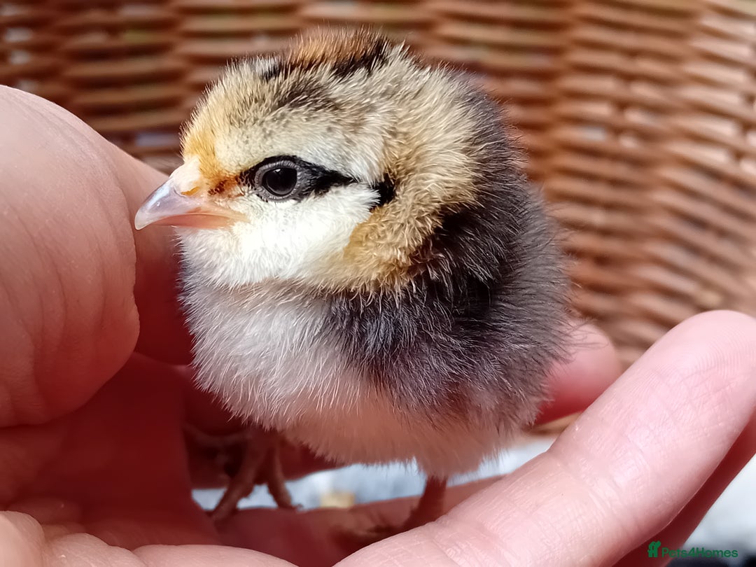 Chickens poultry for sale: Sweet Little Barbu d’Anvers Chicks Now Available - Image 26