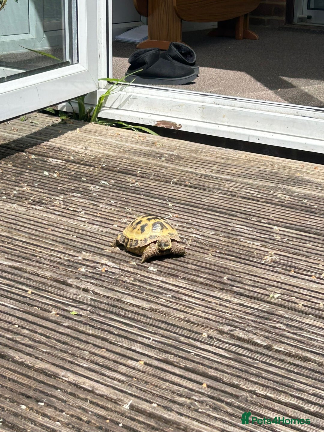Tortoise reptiles for sale: Russian tortoise  - Image 3
