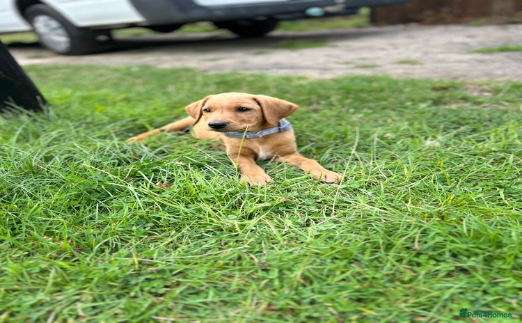 Labrador Retriever dogs - Advert 14