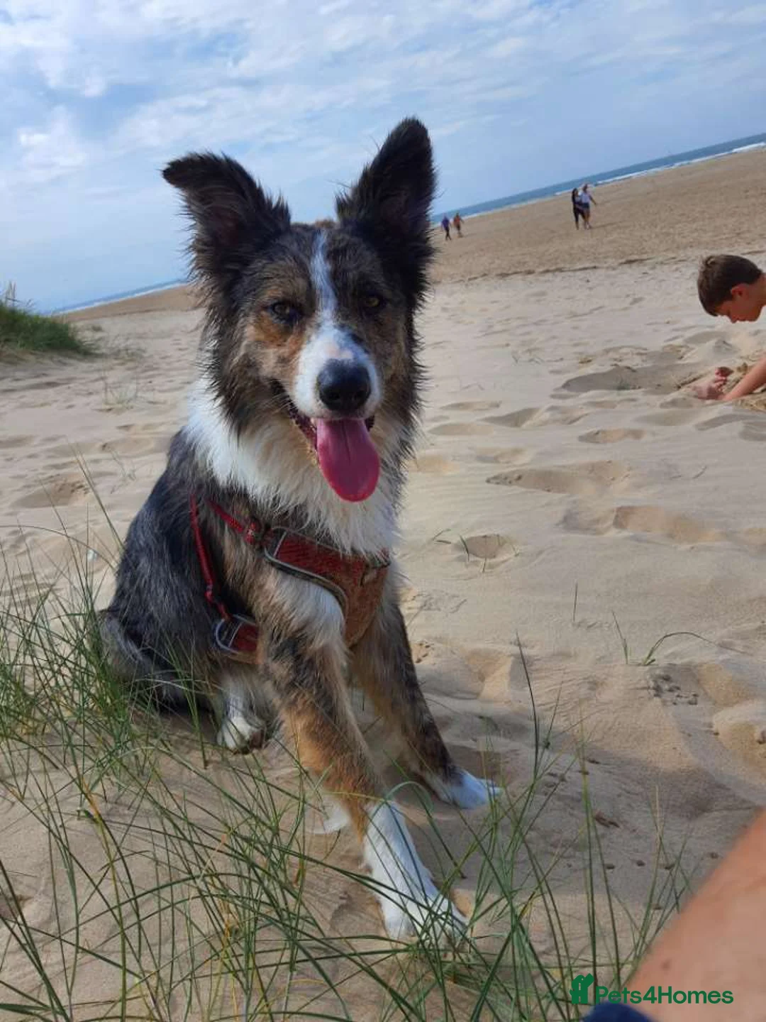 Border Collie dogs for stud: Proven pure bred tri coloured merle collie stud in Fakenham - Advert 7