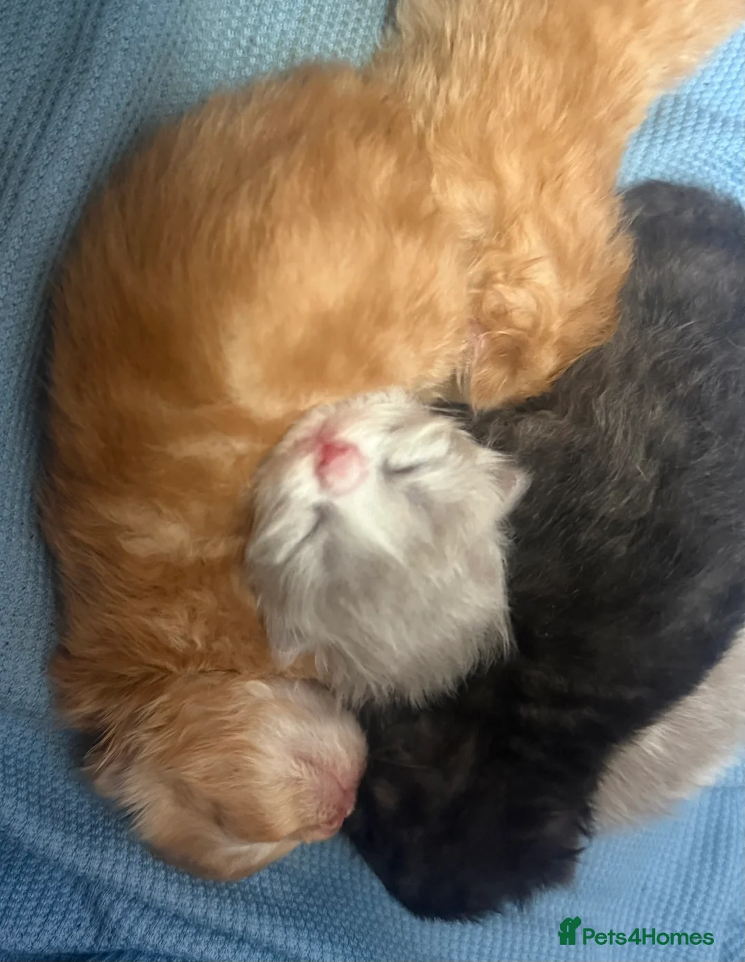 Persian cats for sale: Beautiful pure bred Persians  in Leeds - Advert 2