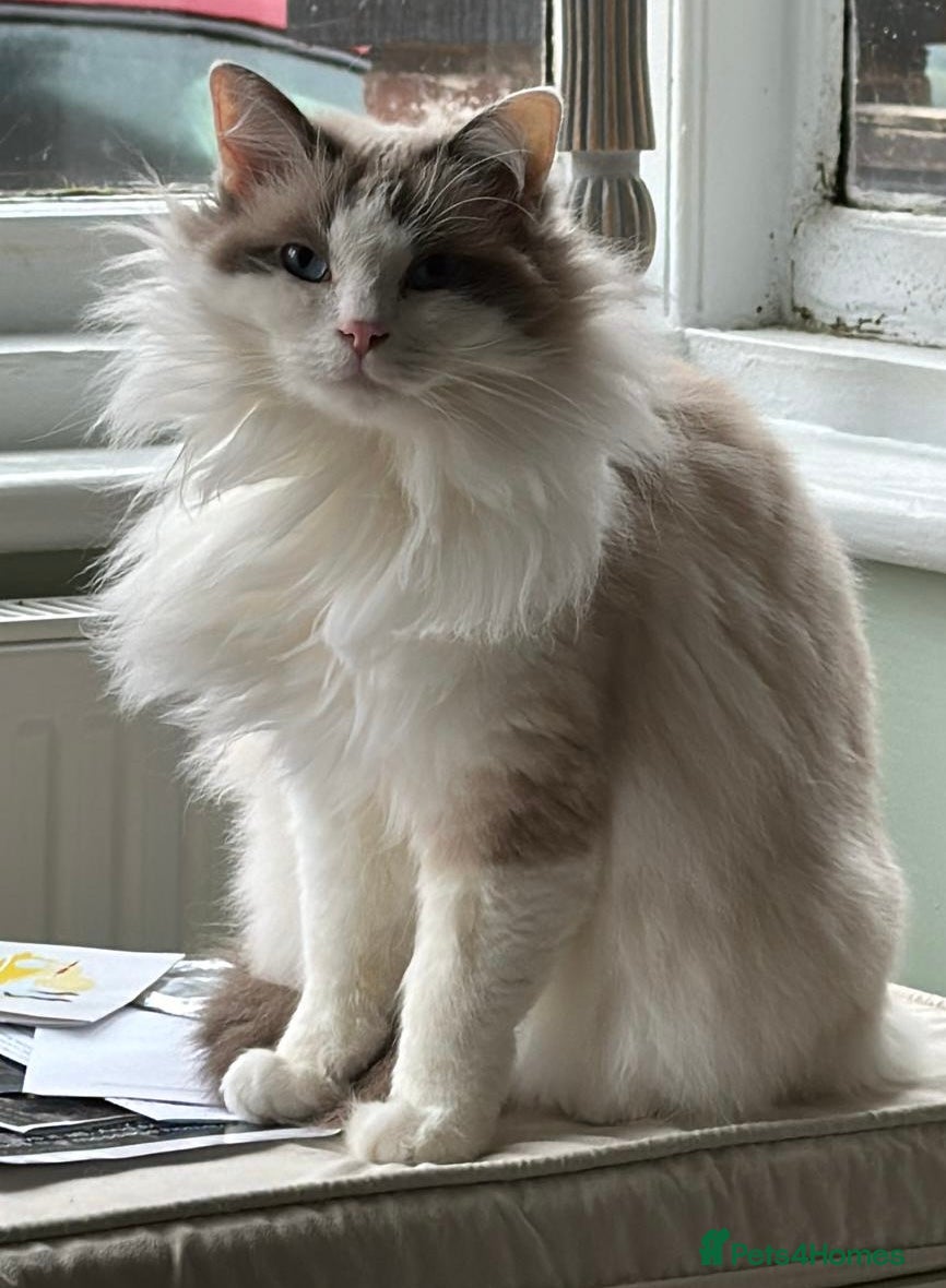 Ragdoll cats Beautiful Blue-Eyed Ragdoll Cat for Sale - Advert 1