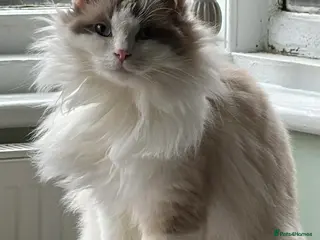 Ragdoll cats Beautiful Blue-Eyed Ragdoll Cat for Sale - Advert 1