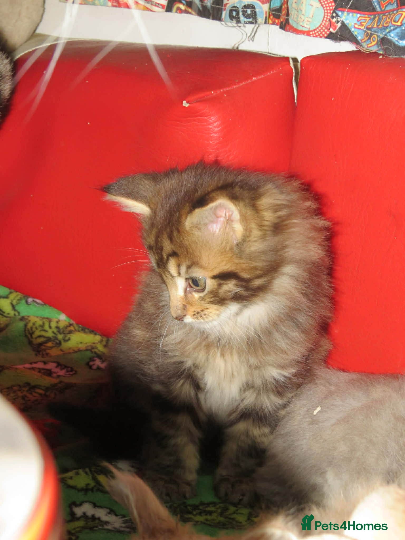 Maine Coon cats Maine coon kitten boy  - Advert 1