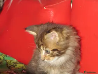 Maine Coon cats Maine coon kitten boy - Advert 1