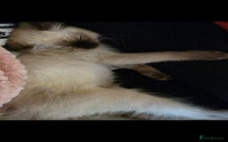 Ragdoll cats for sale: Male Ragdoll Kitten - Image 2