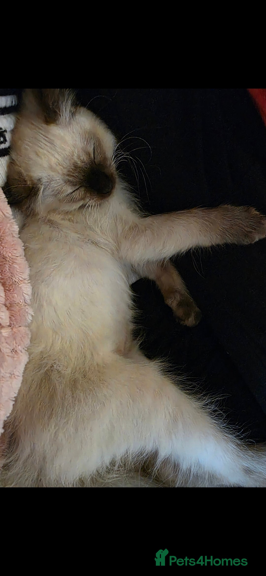 Ragdoll cats for sale: Male Ragdoll Kitten - Image 2