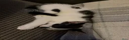 Mixed Breed cats for sale: 2 gorgeous female kittens in Birmingham - Advert 6