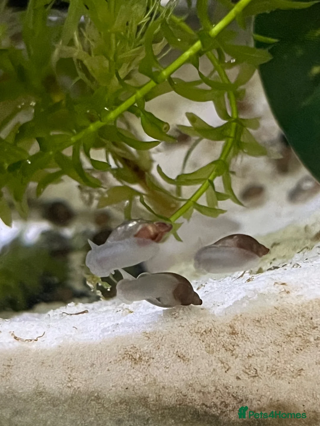 Snails invertebrates for sale: Bladder Snails - Mixed Sex & Age in Salford - Advert 1