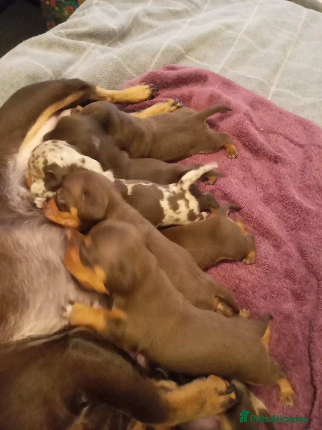 Miniature Dachshund dogs for stud: KC Dash PRA clear STUD DNA in pictures  in Ramsgate - Advert 17