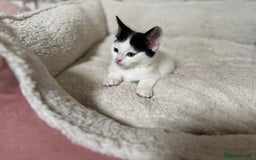 Domestic Shorthair cats for sale: Adorable Kittens Looking for a Loving Home, 🏡 - Image 26