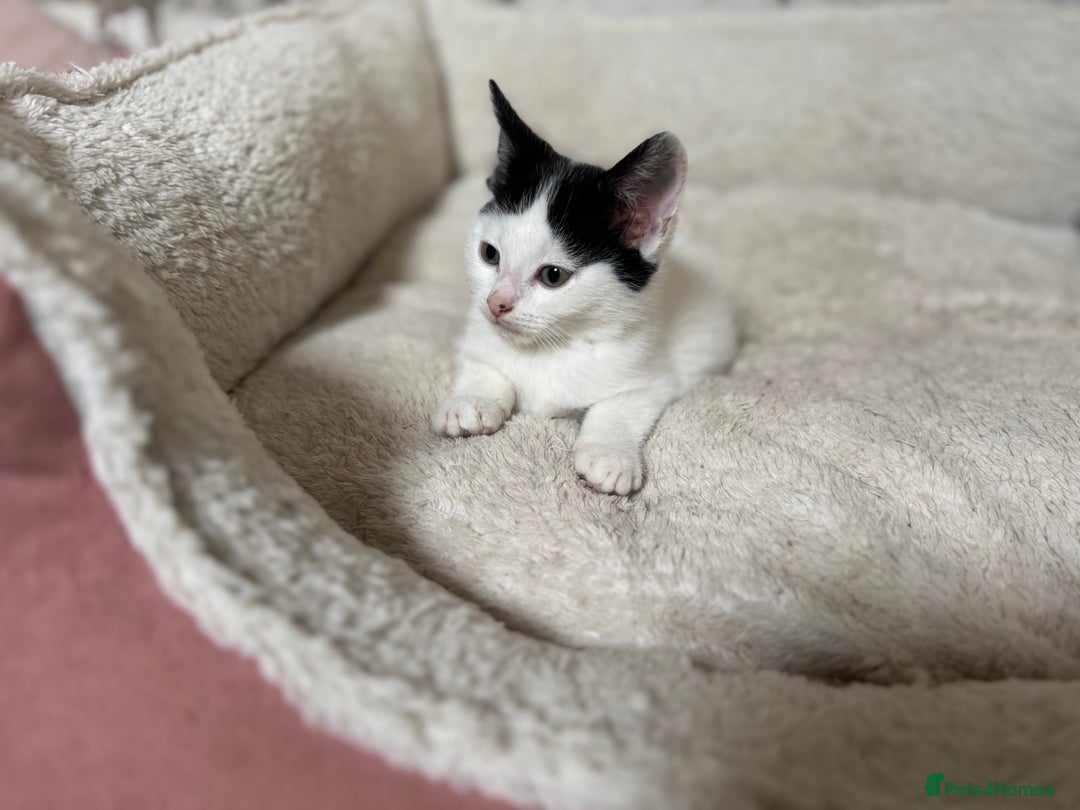 Domestic Shorthair cats for sale: Adorable Kittens Looking for a Loving Home, 🏡 - Image 26