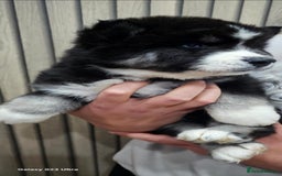 Siberian Husky dogs for sale: ready to go Wooly Siberian Husky - Image 18