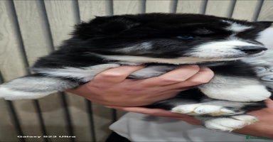 Siberian Husky dogs - Advert 1
