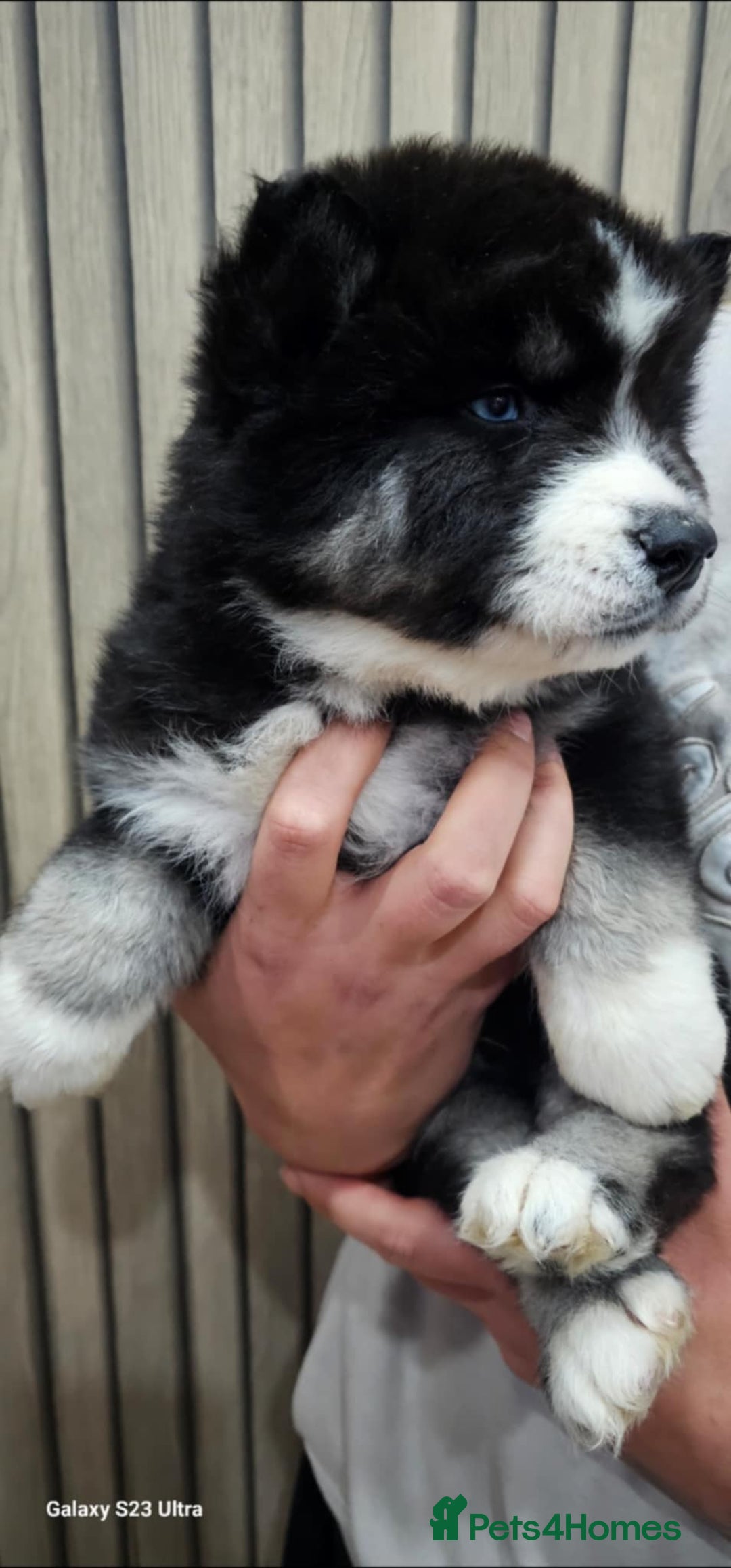 Siberian Husky dogs for sale: ready to go Wooly Siberian Husky - Image 18