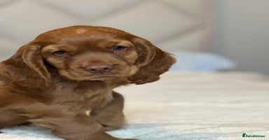 Cocker Spaniel dogs - Advert 5