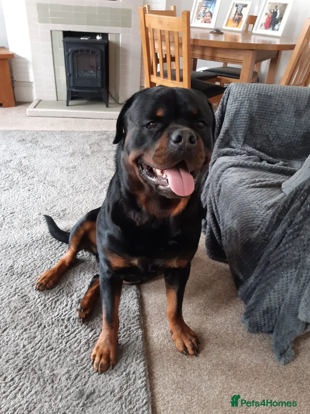 Rottweiler dogs for stud: Rottweiler dog for stud  - Advert 3