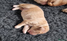 Cocker Spaniel dogs for sale: Working Cocker Spaniel Puppies for Sale - Image 13