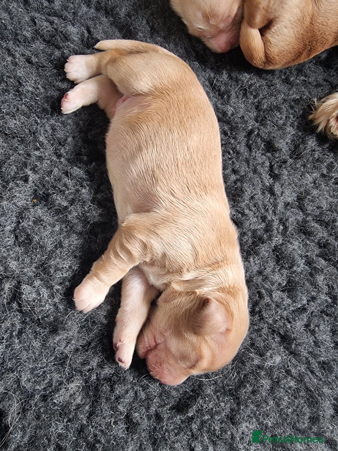 Cocker Spaniel dogs for sale: Working Cocker Spaniel Puppies for Sale - Image 13