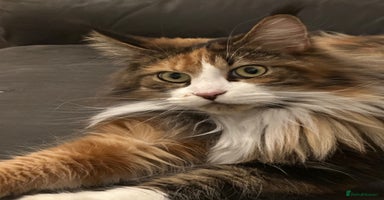 Maine Coon cats - Advert 9