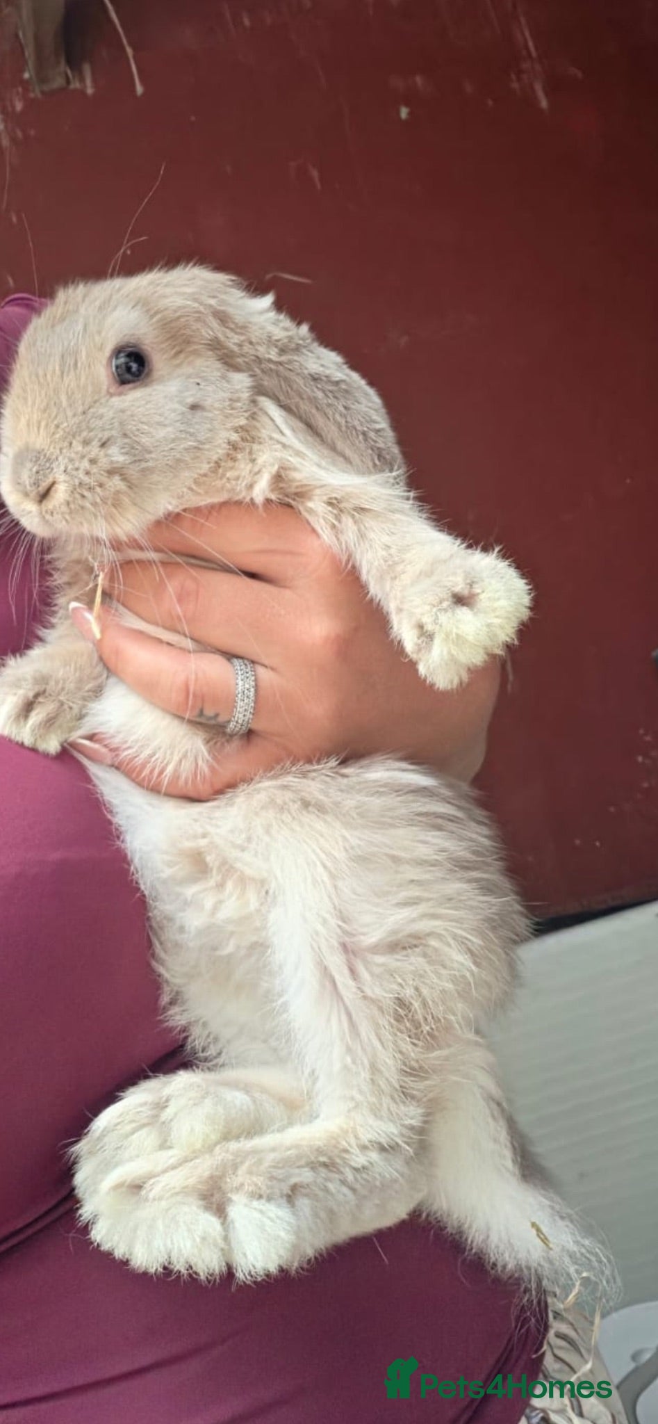 French Lop rabbits Gorgeous Giant French lops babies  - Advert 10