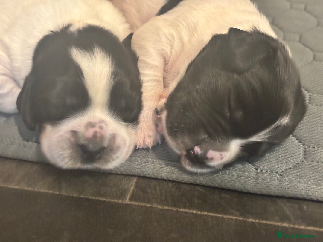 Sprocker dogs for sale: Sprocker Pups  - Image 4