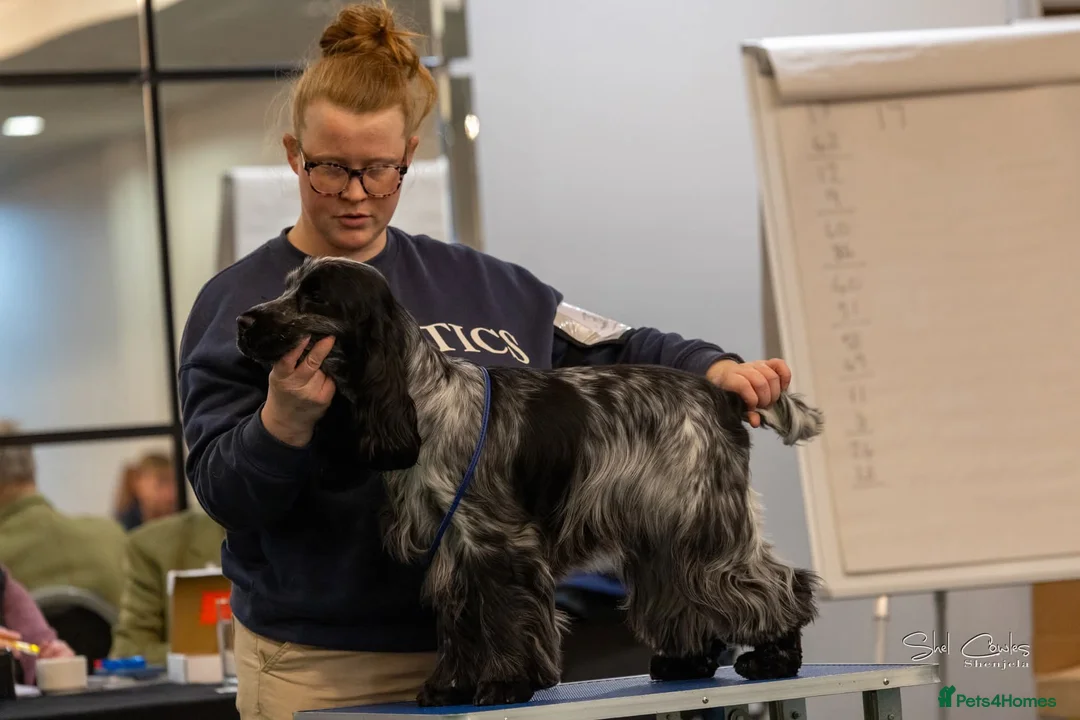 Cocker Spaniel dogs for stud: Kc registered french imported cocker spaniel  - Advert 3