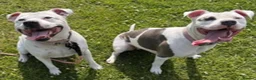 Mixed Breed dogs for sale: Beautiful American Bully x Staffy Puppies in Arundel - Advert 8