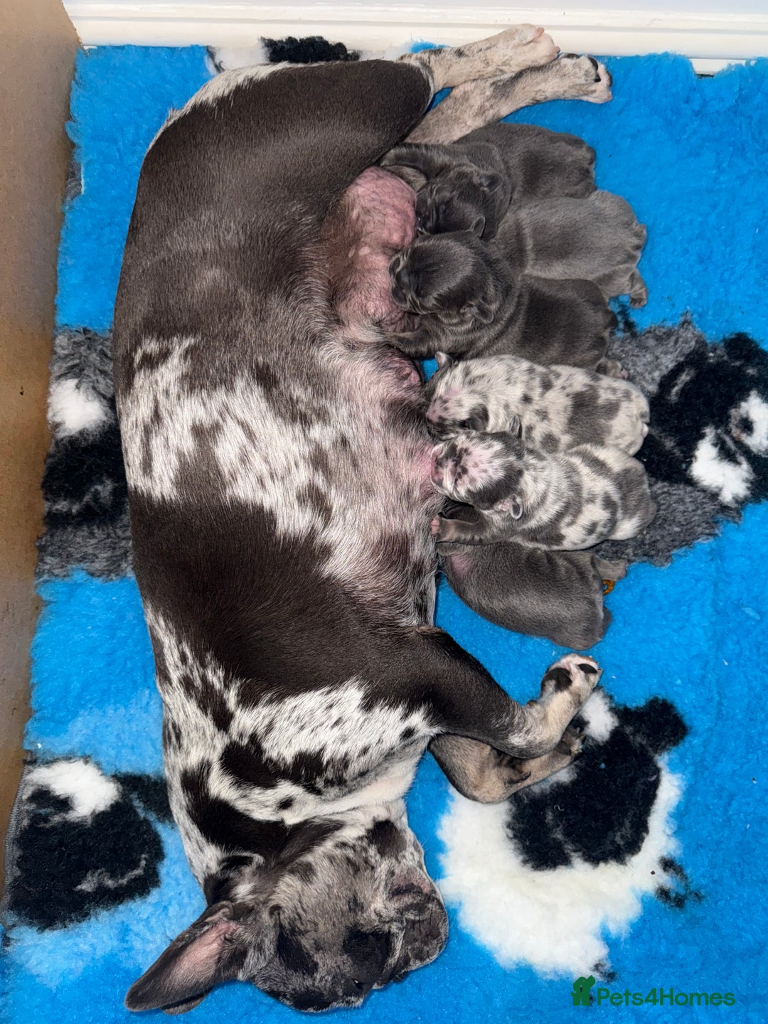 French Bulldog dogs for sale: French bulldog ready before  **   ** 🥰 - Advert 3