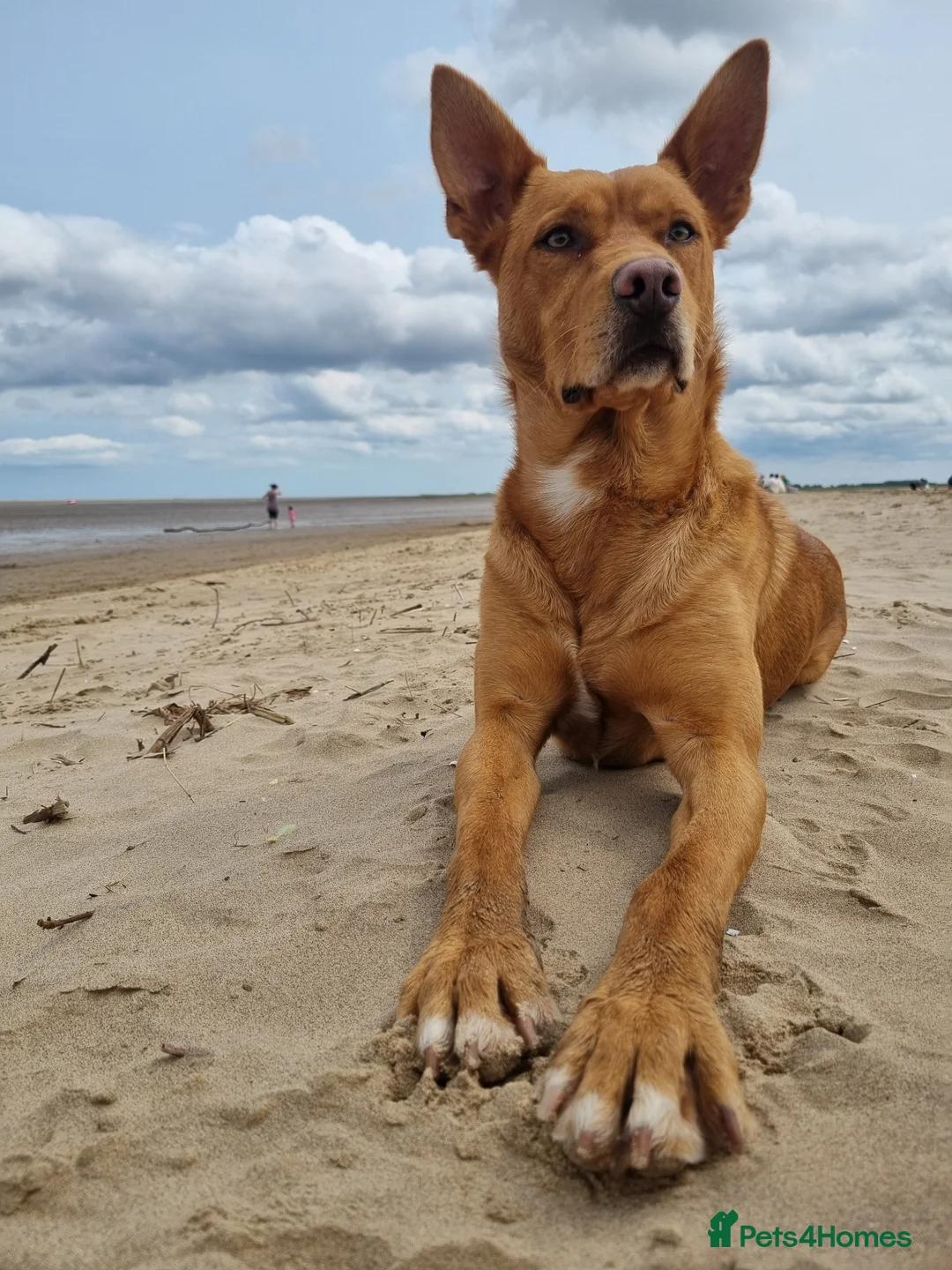 Australian Kelpie dogs for sale: Kelpie puppies in Sheffield - Advert 2