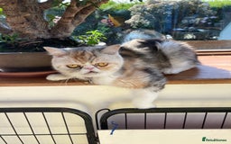 Exotic cats for sale: Exotic pedigree kittens  - Image 24