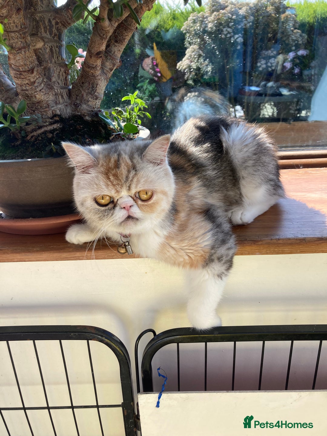 Exotic cats for sale: Exotic pedigree kittens  - Image 24