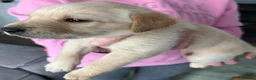 Labrador Retriever dogs for sale: Labrador pups for sale  - Advert 16