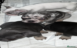 French Bulldog dogs for sale: READY NOW French bulldog puppies  - Advert 40