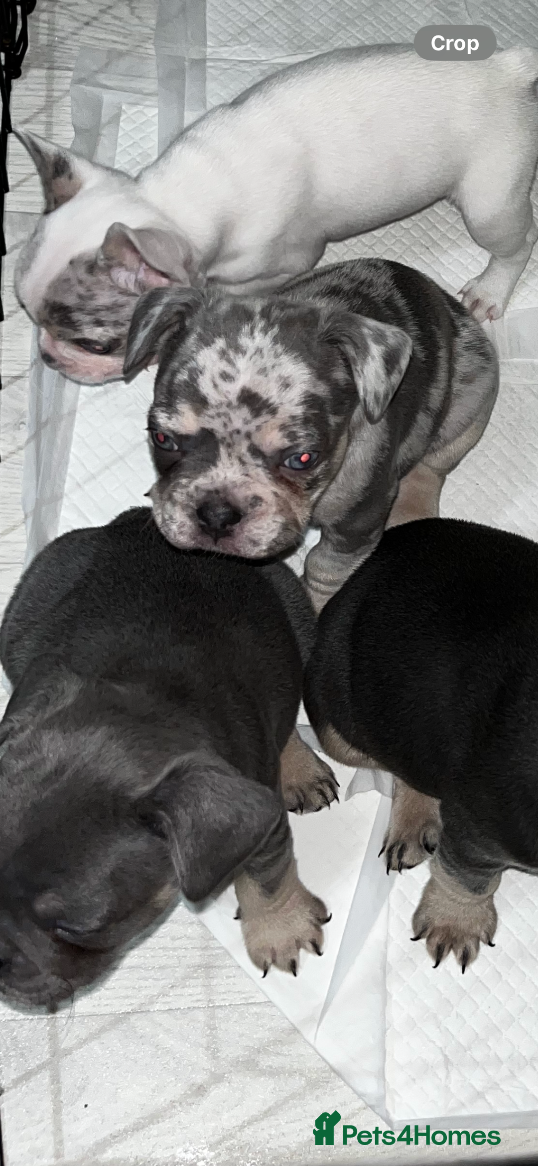 French Bulldog dogs for sale: READY NOW French bulldog puppies  - Advert 40