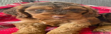 Cockapoo 1