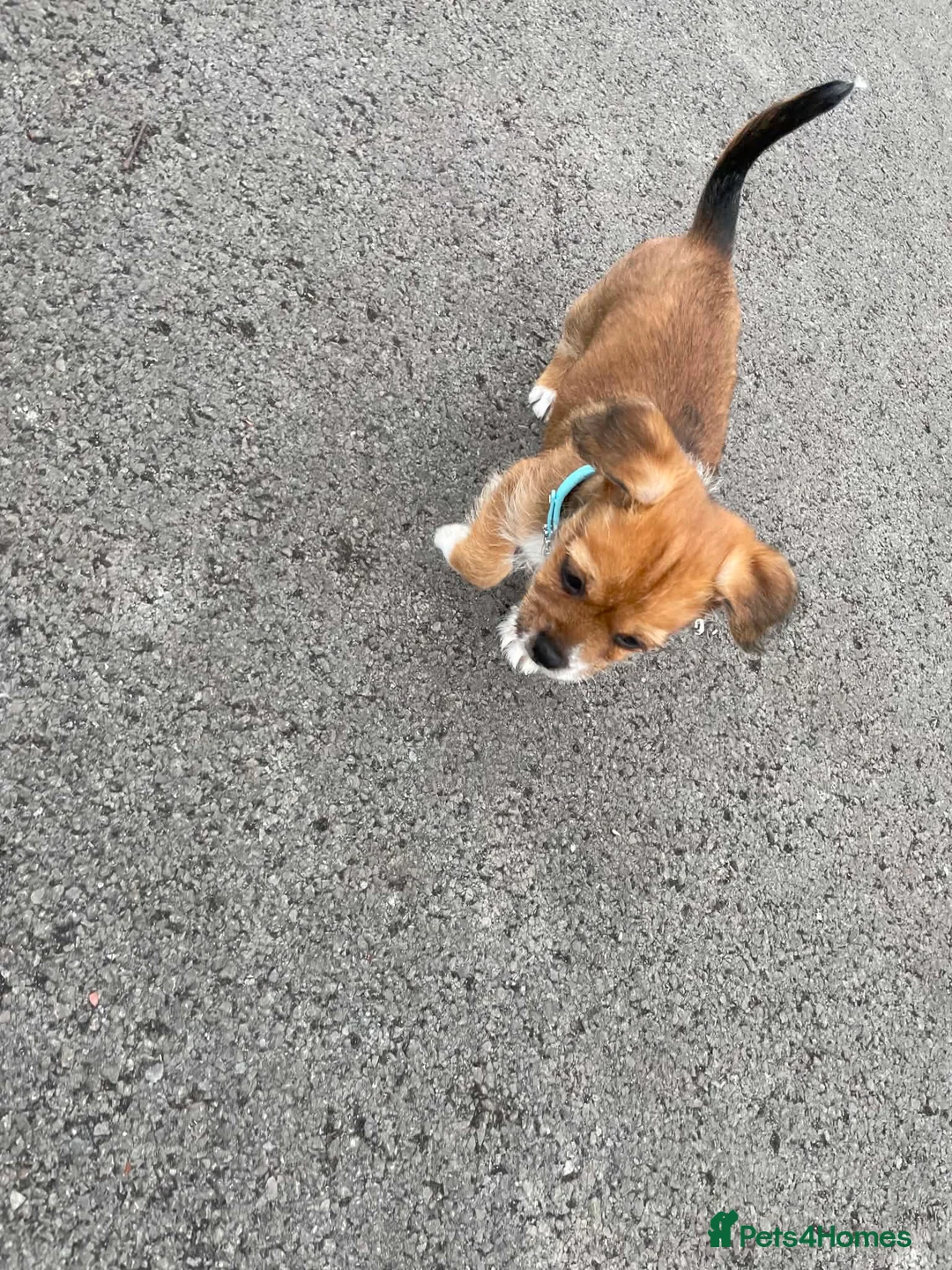 Mixed Breed dogs for sale: 13 weeks old Chihuahua shitzu mix - Advert 2