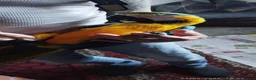 Macaws birds for sale: Macaw blue and yellow  in Thetford - Advert 4