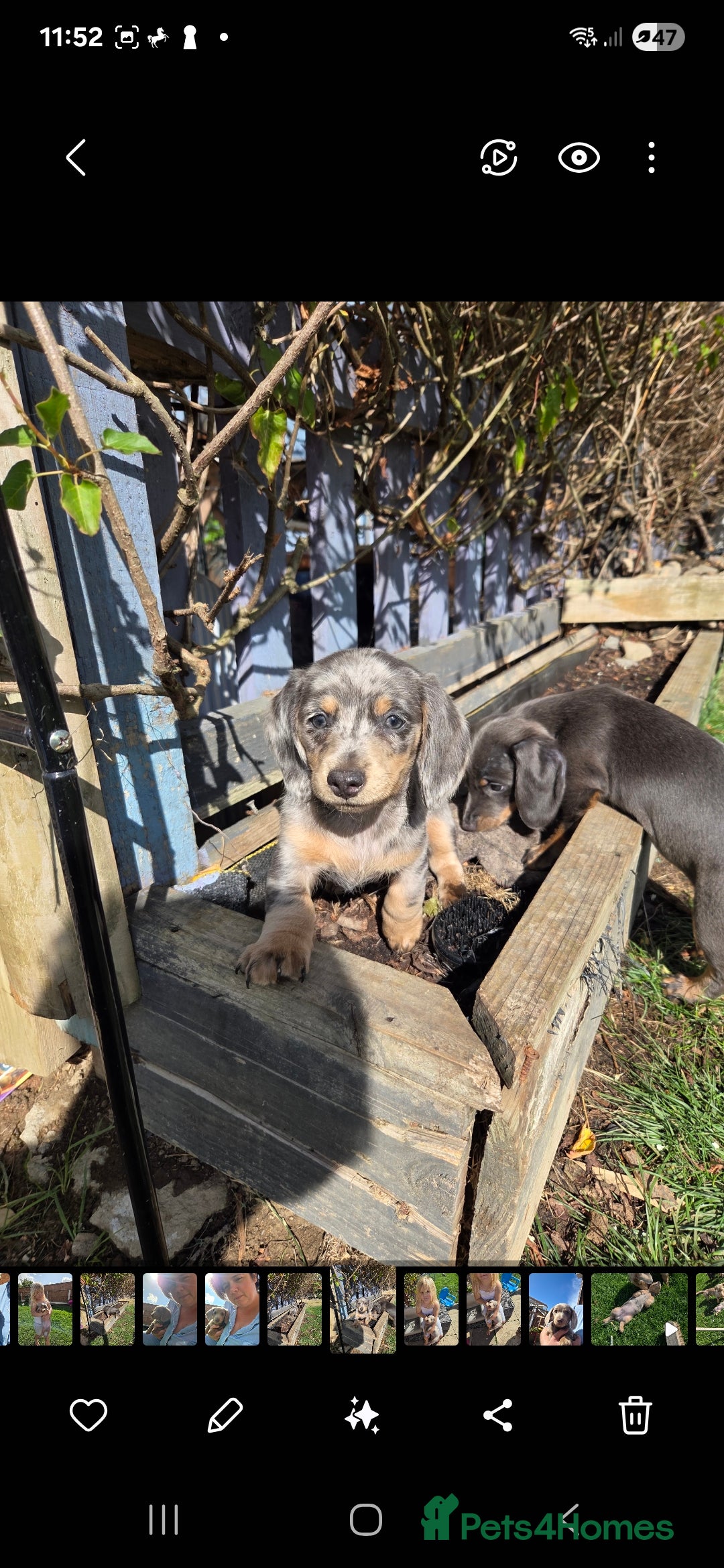 Dachshund dogs for sale: Dachshund puppies  - Image 10