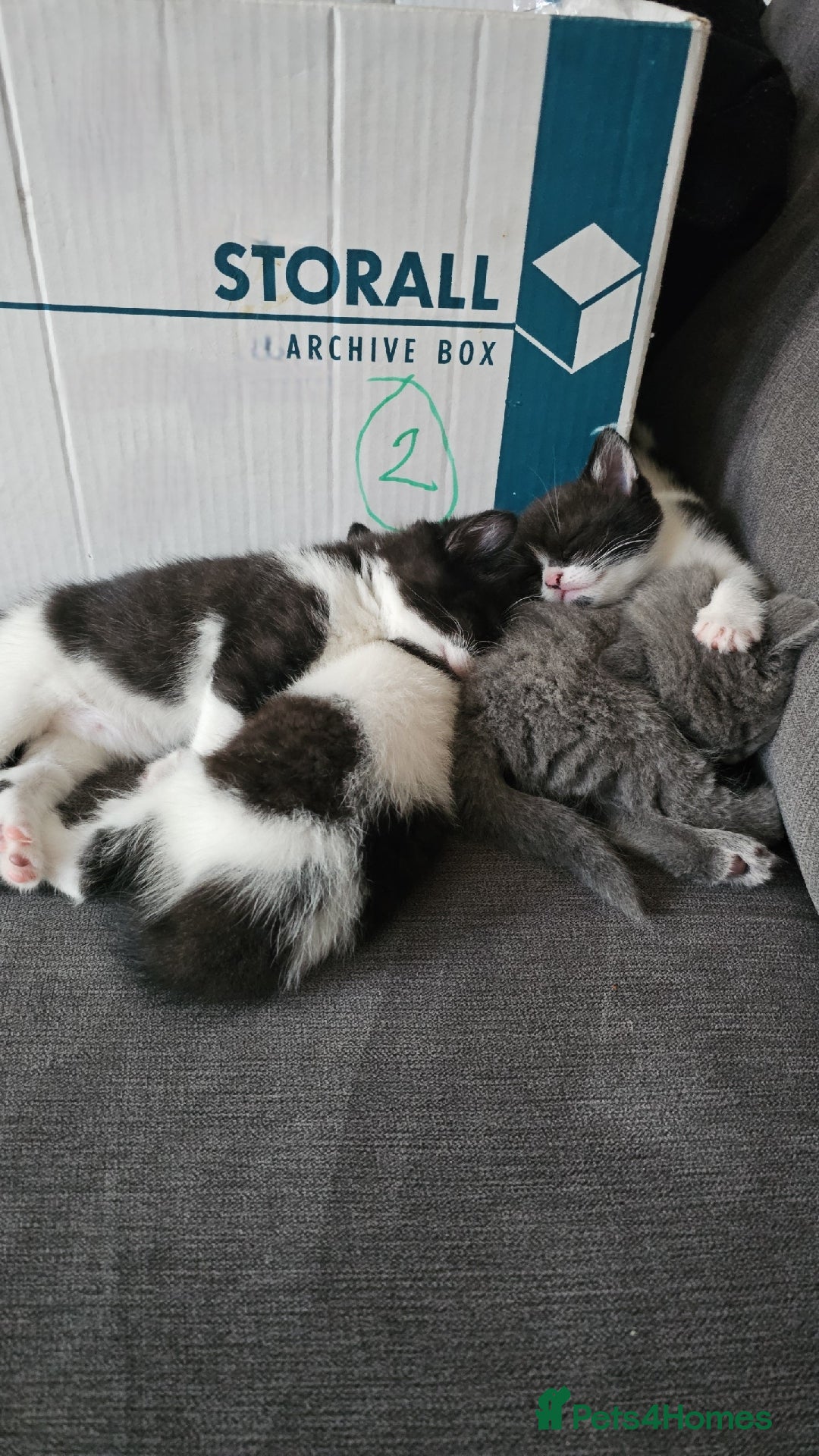 British Shorthair cats for sale: 4 cute kittens  - Image 1