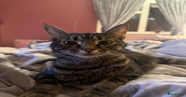 Mixed Breed cats Maine coon mix kittens - Advert 10