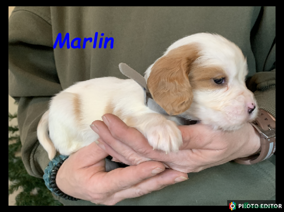 Cockalier dogs for sale: Beautiful Cockalier Pups – Loving Homes Await - Advert 31