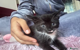 Mixed Breed cats for sale: 6 playful kitties ready to leave - Image 5