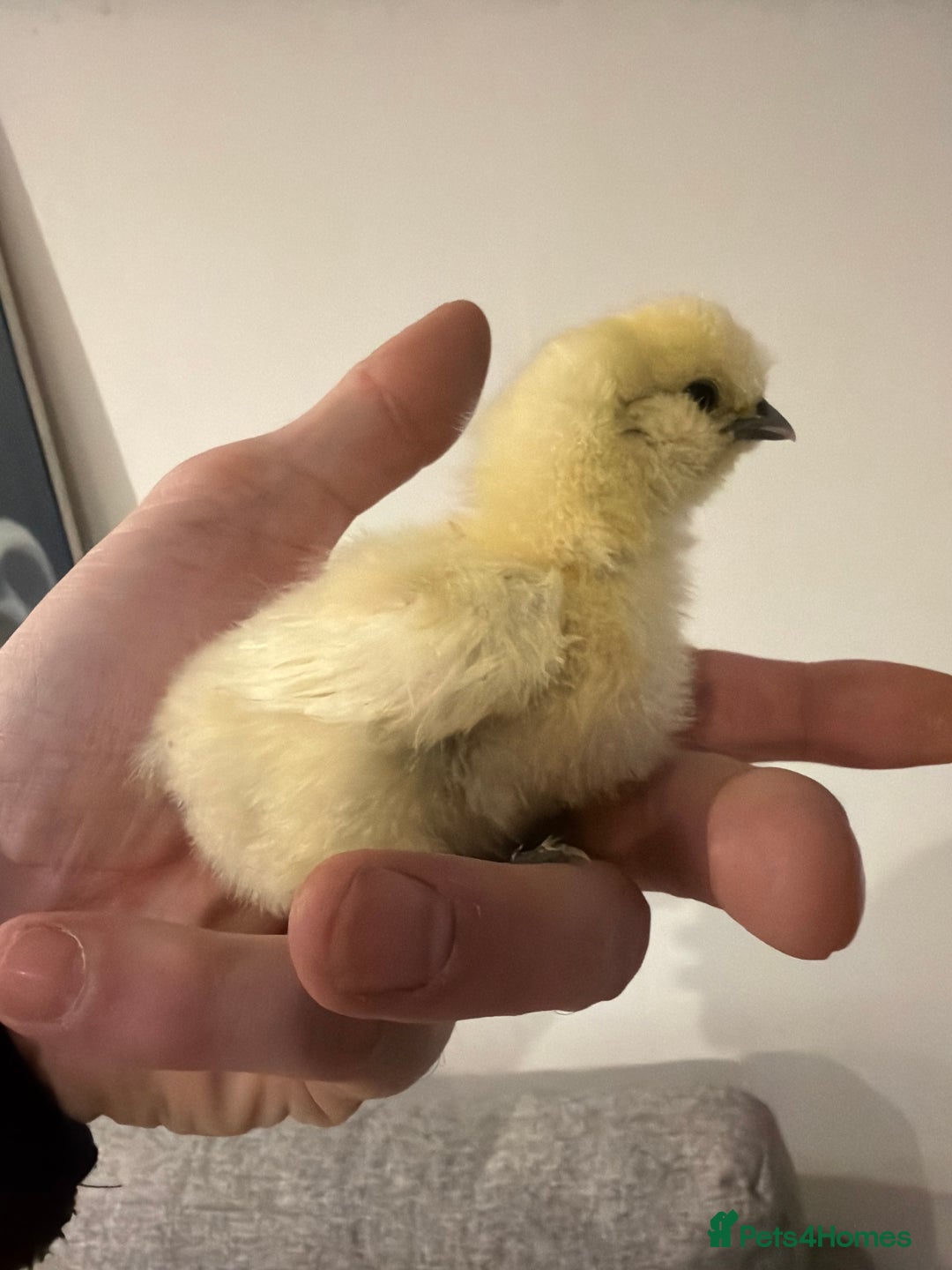 Chickens poultry for sale: Silkie chicks  - Advert 2