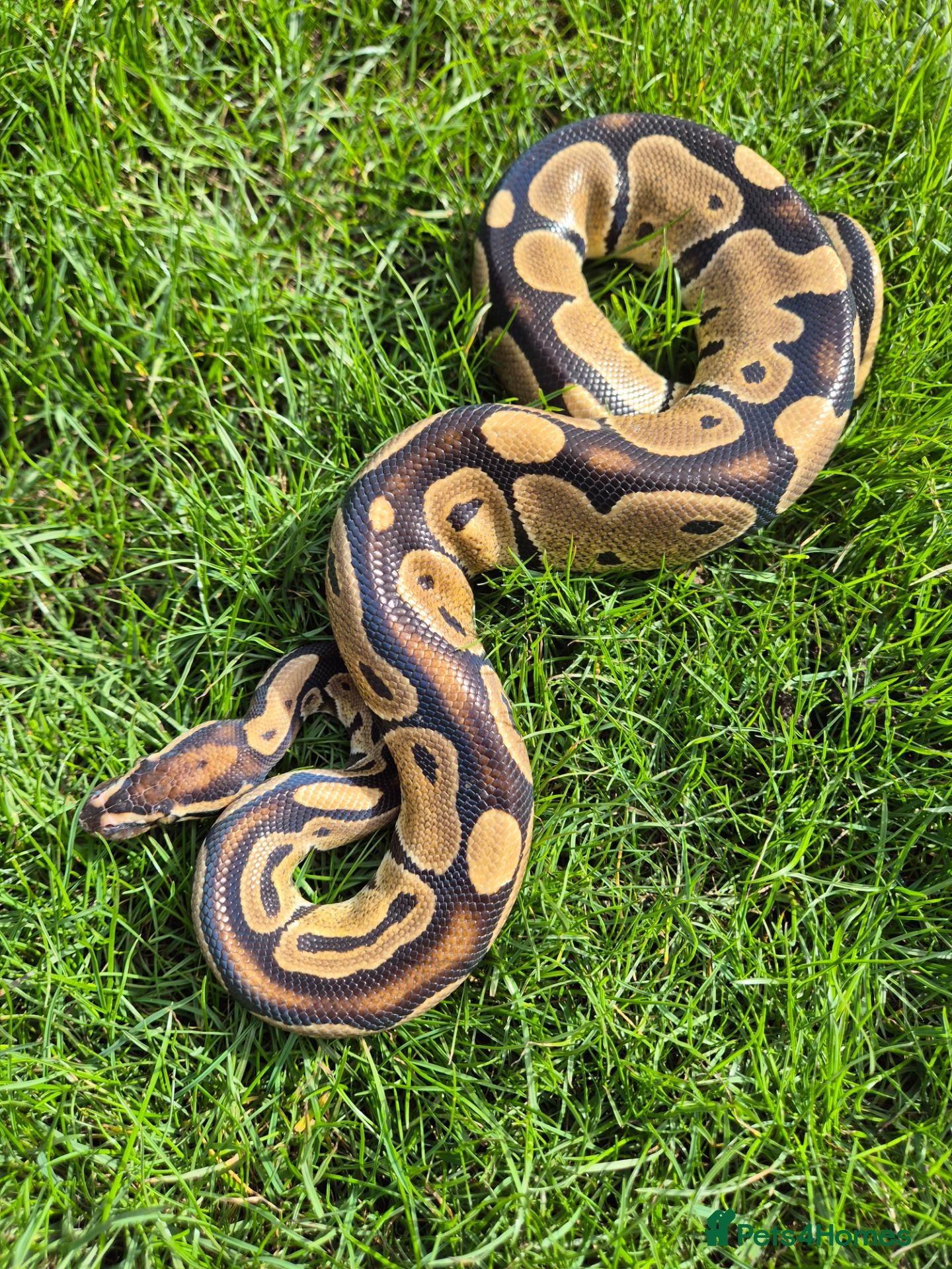 Python Snake reptiles ball pythons and rack for sale  - Advert 2